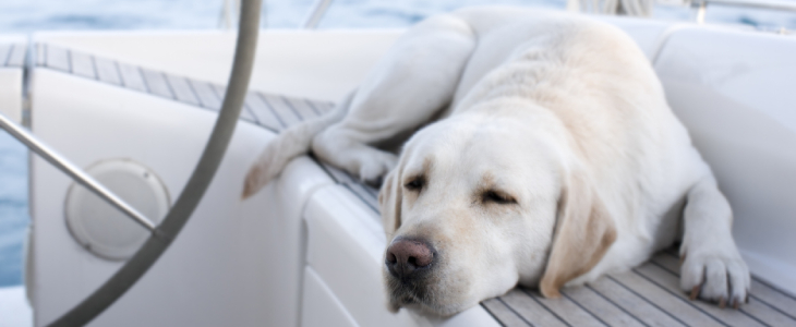 labrador dog on a boatstrip